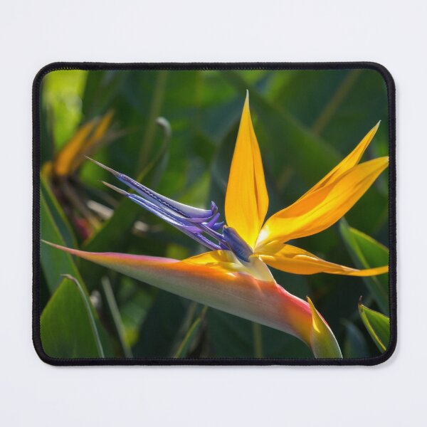 Item preview, Strelitzia Reginae - Bird of Paradise designed and sold by Georgia Mizuleva.
