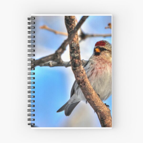 Item preview, Common Redpoll designed and sold by Larry Trupp.