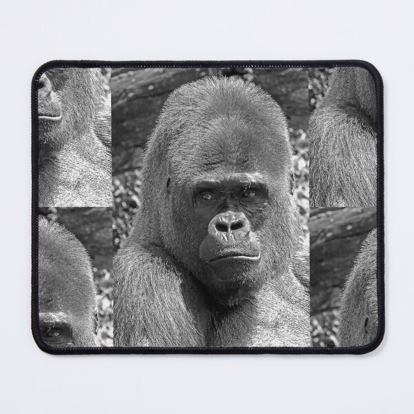 Item preview, r807/ New finition 2021:  Gorille " Dos Argenté "  2   (c) (h)  n -b " Portrait "  Okaio Créations  - Olavia - Olao designed and sold by o.okaïo.