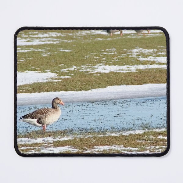 Item preview, Greylag Geese on a flooded meadow in winter (with snow) designed and sold by Calidris Fotografie Steffi & Ben Köppler.
