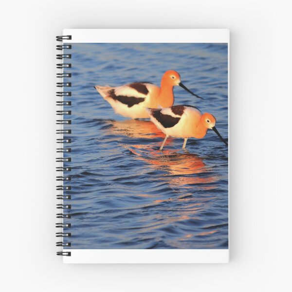 Item preview, Feeding Avocets designed and sold by Larry Trupp.