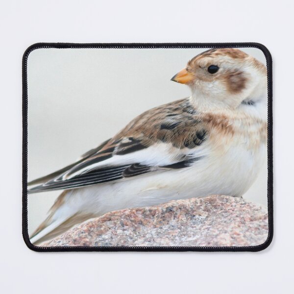 Item preview, Snow Bunting designed and sold by Calidris Fotografie Steffi & Ben Köppler.