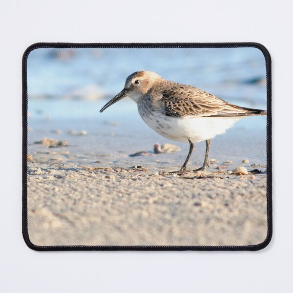 Item preview, Dunlin designed and sold by Calidris Fotografie Steffi & Ben Köppler.
