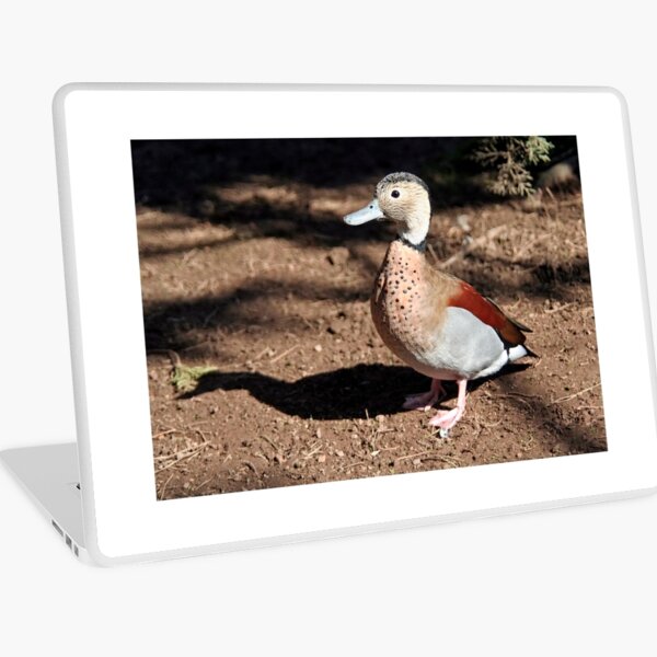 Aperçu de l'œuvre Canard curieux créée et vendue par Calidris Fotografie Steffi & Ben Köppler.
