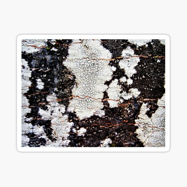 Item preview,  Tree Bark Natural Texture designed and sold by Anna Lemos.