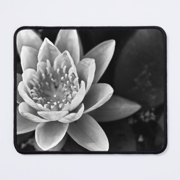 Item preview, BW Aqua Lily Pad designed and sold by ADM Photography.