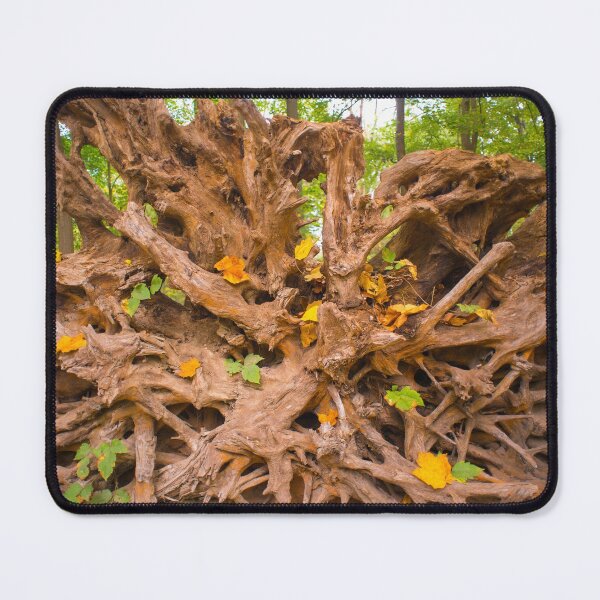 Item preview, Autumn Trees Roots designed and sold by Bill Spengler's Photographic Thoughts.
