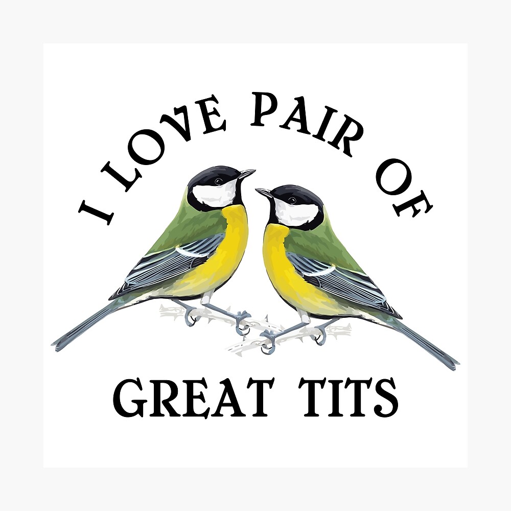 pair of great tits birdwatcher birdwatching Bird Lovers