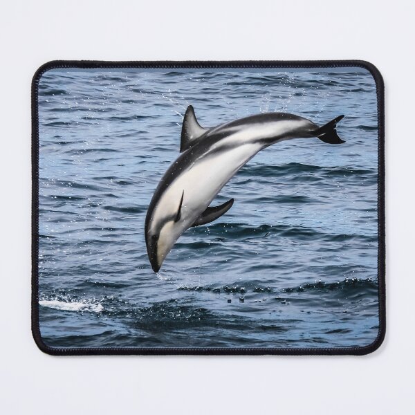Item preview, A dusky dolphin designed and sold by Lyl Dil Creations.