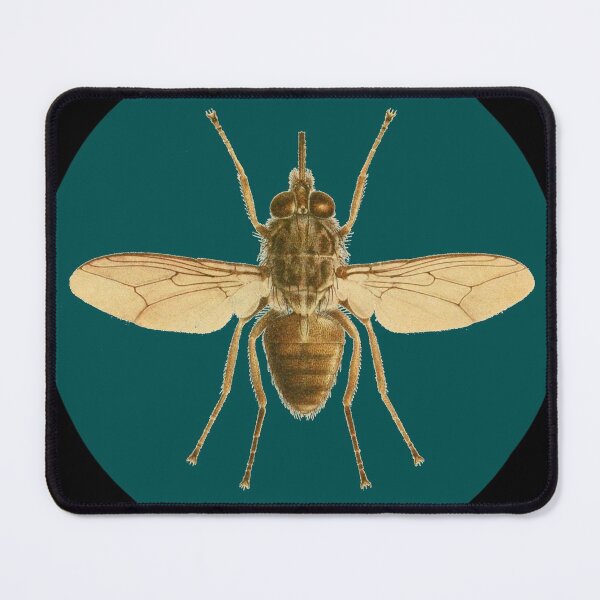 Item preview, Vintage Victorian House Fly Insect Goth Speciman Design designed and sold by Candlewood Museum & Gift Shoppe.