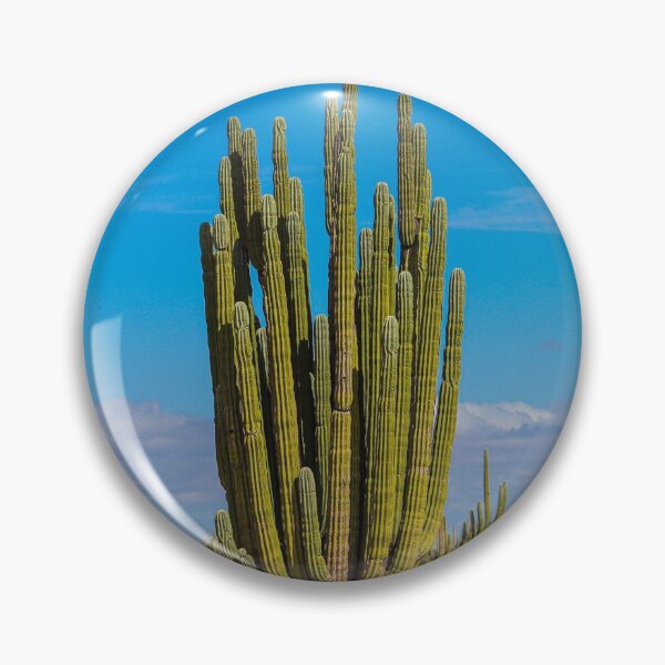 Item preview, Forest of cacti, cardón saguaros, choya and flora in the surroundings of Kino and San Nicolas in the Sonora desert. December 2021 in Hermosillo, Mexico. designed and sold by photo1979.
