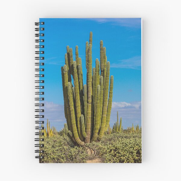 Item preview, Forest of cacti, cardón saguaros, choya and flora in the surroundings of Kino and San Nicolas in the Sonora desert. December 2021 in Hermosillo, Mexico. designed and sold by photo1979.