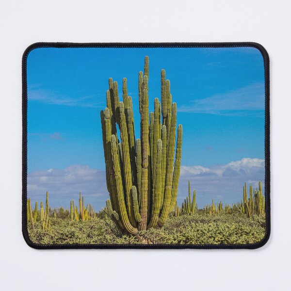 Item preview, Forest of cacti, cardón saguaros, choya and flora in the surroundings of Kino and San Nicolas in the Sonora desert. December 2021 in Hermosillo, Mexico. designed and sold by photo1979.