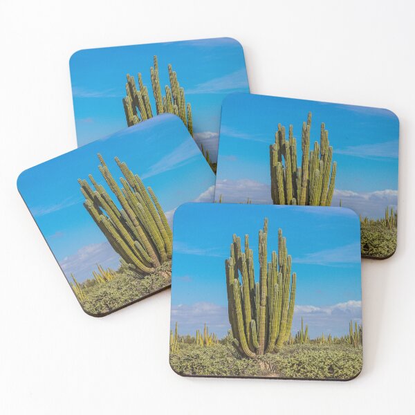 Item preview, Forest of cacti, cardón saguaros, choya and flora in the surroundings of Kino and San Nicolas in the Sonora desert. December 2021 in Hermosillo, Mexico. designed and sold by photo1979.