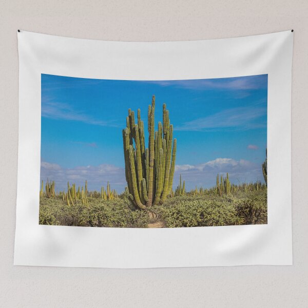 Item preview, Forest of cacti, cardón saguaros, choya and flora in the surroundings of Kino and San Nicolas in the Sonora desert. December 2021 in Hermosillo, Mexico. designed and sold by photo1979.