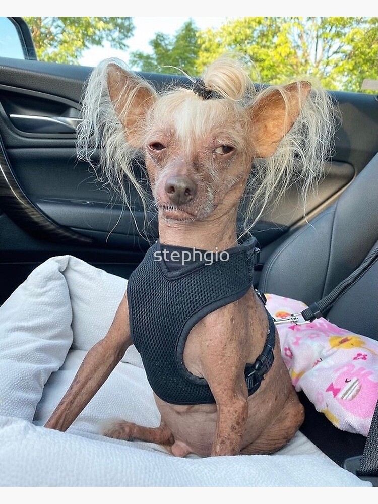 Chien moche Impression artistique