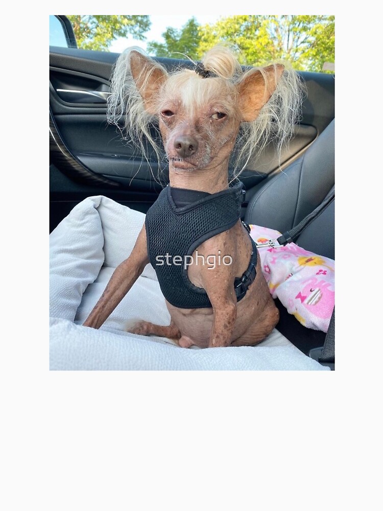 Chihuahua Chinese Crested Ugliest Dog In The World Chihuahua Ugly