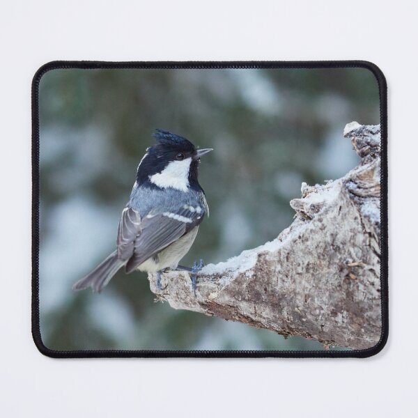 Item preview, How did this fall. Coal tit designed and sold by Jouko Lehto Photography.