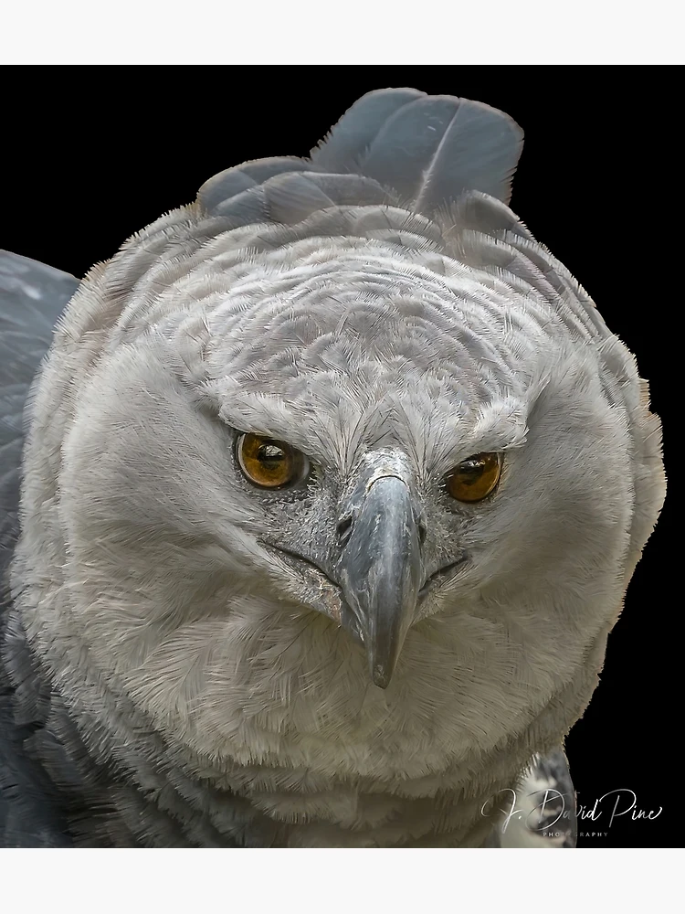 Harpy Eagle Sticker for Sale by alandodrawing