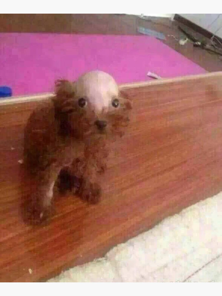 Bald 2024 headed dog