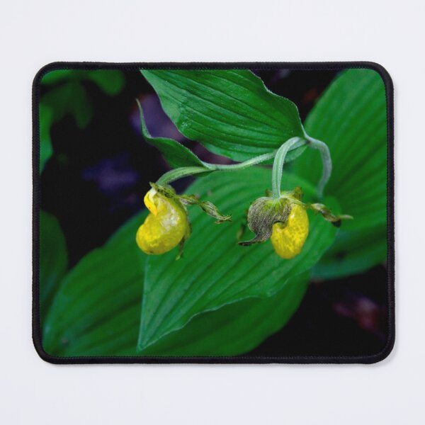 Item preview, Yellow Lady Slipper 1 designed and sold by nbrandsberg.