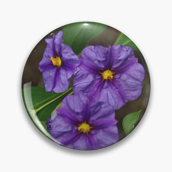 Item preview, Blue Potato Bush designed and sold by Alyce Taylor.