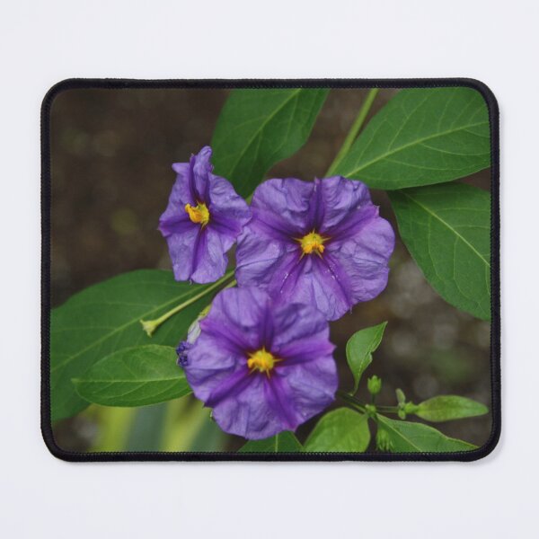 Item preview, Blue Potato Bush designed and sold by Alyce Taylor.