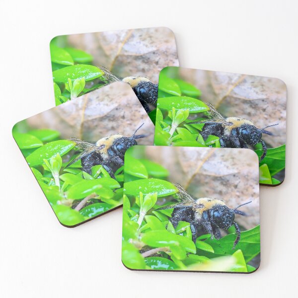 Item preview, Eastern Carpenter Bee designed and sold by BugNews.