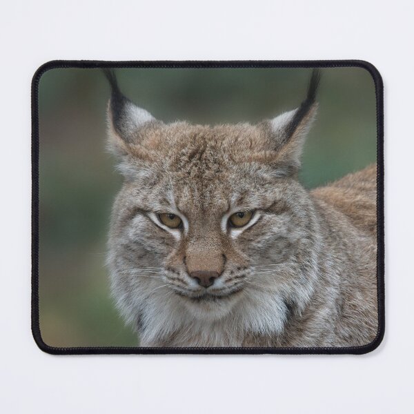 Item preview, Lynx Looking At You designed and sold by rawshutterbug.