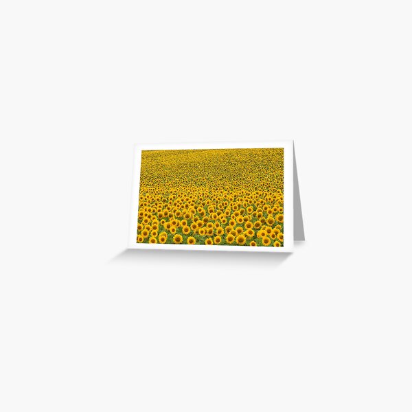 Item preview, Sunflowers 1 (c) designed and sold by wallacegarrison.