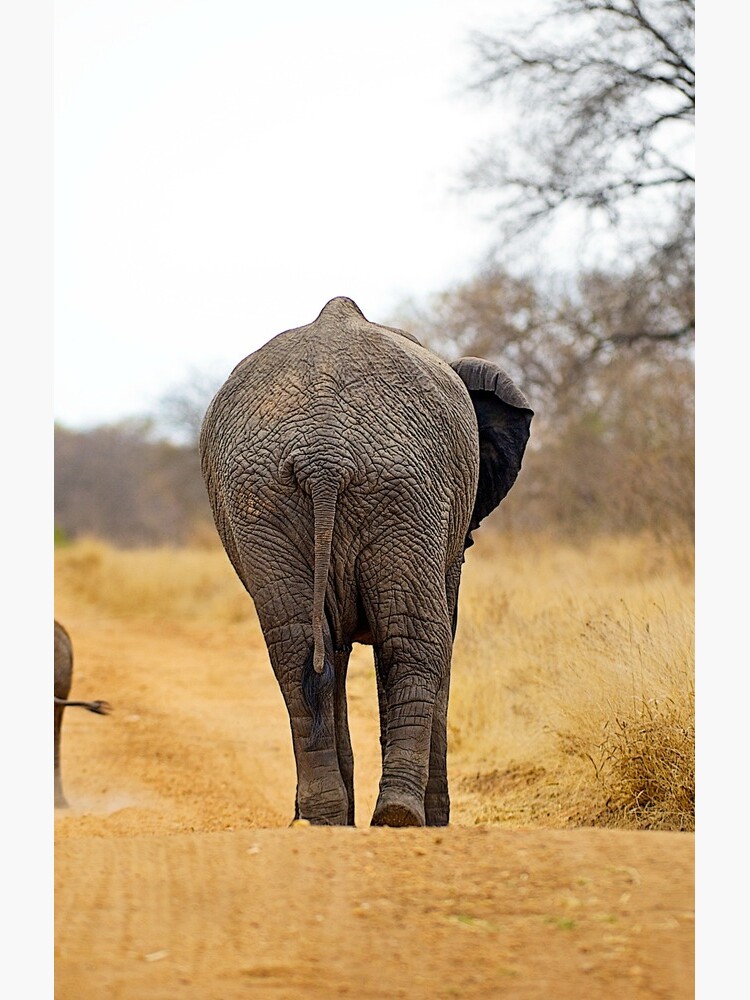 African Elephant (Loxodonta africana) mother and baby by ShannonPlummer