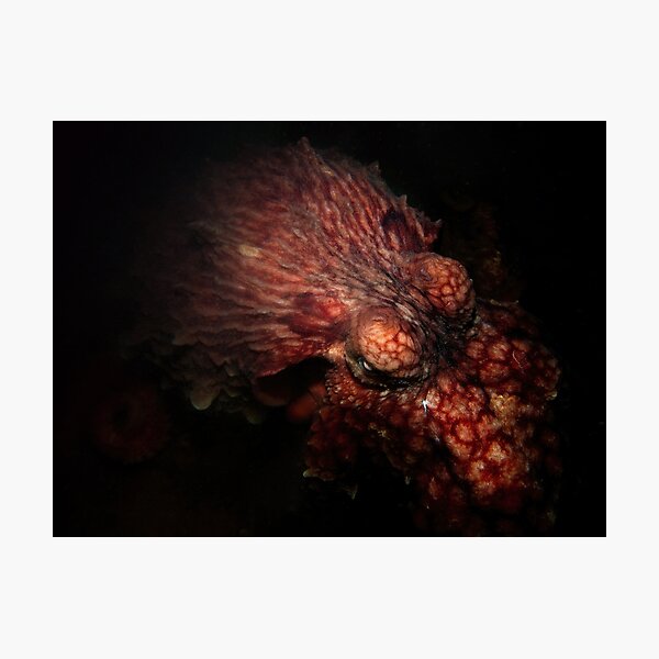 In the Deep Dark Photographic Print