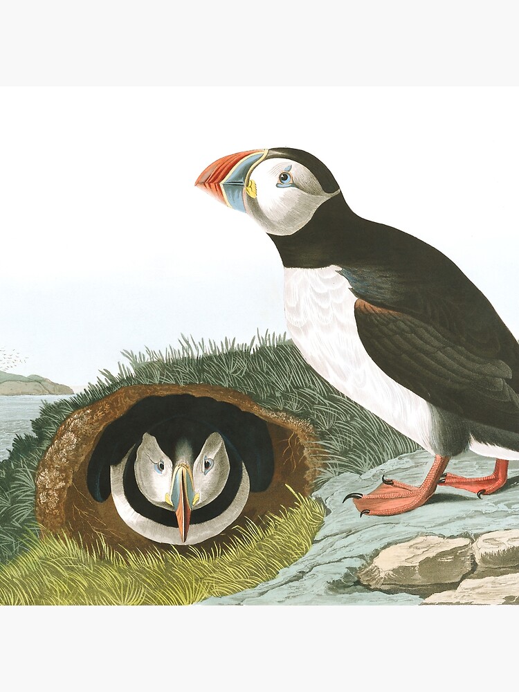 Atlantic Puffin - John James Audubon by billythekidtees