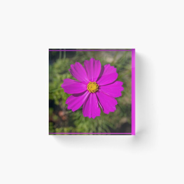 Item preview, Garden cosmos or Mexican aster #2 designed and sold by Lyl Dil Creations.