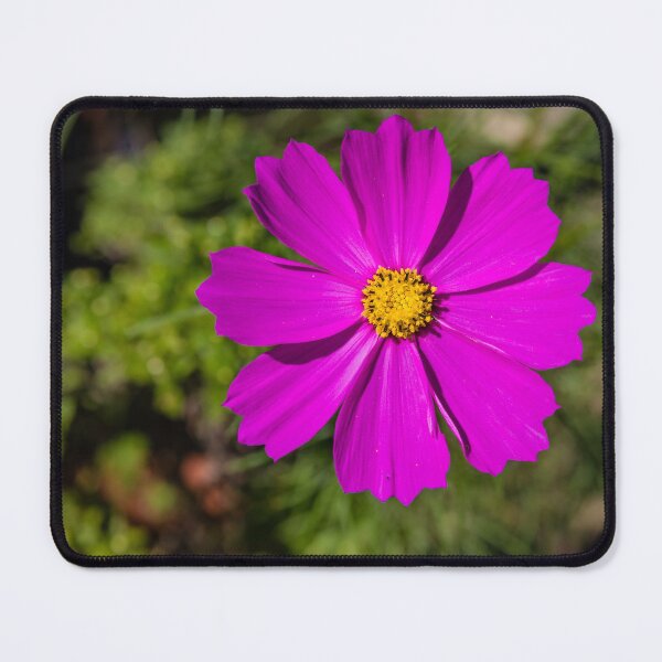 Item preview, Garden cosmos or Mexican aster #2 designed and sold by Lyl Dil Creations.