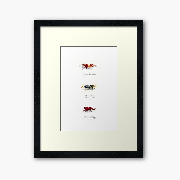 Item preview, Three Shrimp designed and sold by rah-bop.