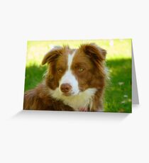 Agility & Intensity Are My Middle Names!! - Border Collie - NZ Greeting Card