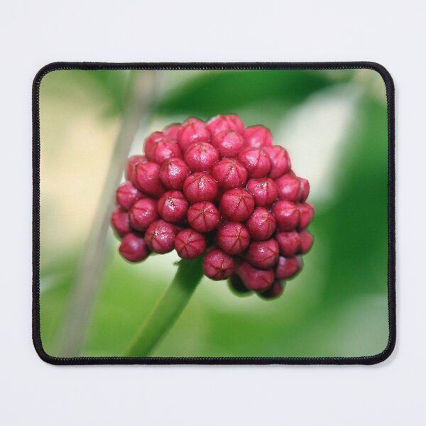 Item preview, Red Berri designed and sold by XCEEDTRANSITION.