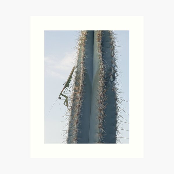 Item preview, Cactus Mantis  designed and sold by Paul  Garlits.