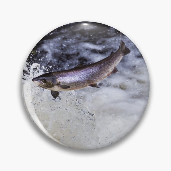 Item preview, Copy of Atlantic salmon leaping designed and sold by chanonry.