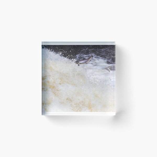 Item preview, Copy of Atlantic salmon leaping designed and sold by chanonry.