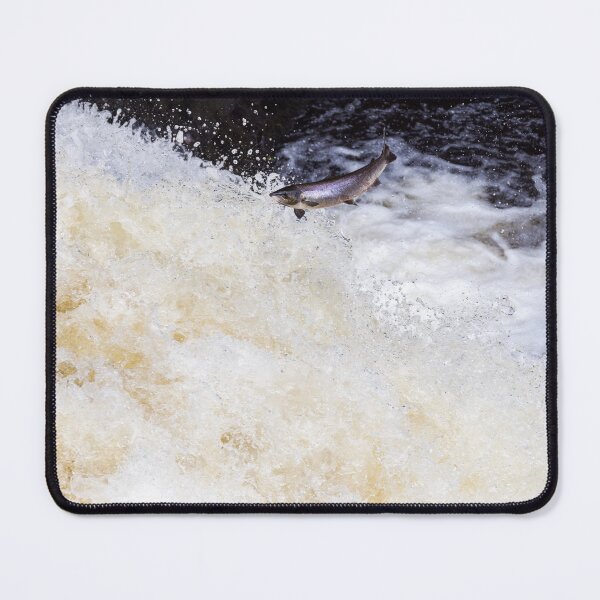 Item preview, Copy of Atlantic salmon leaping designed and sold by chanonry.