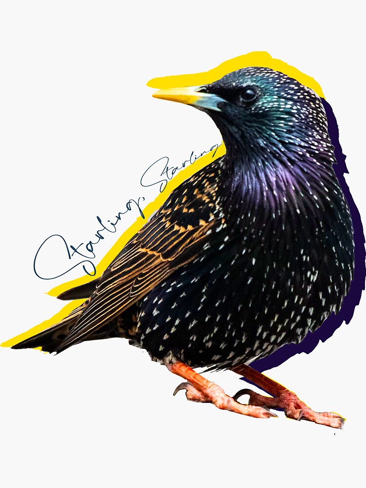Thumbnail 3 of 3, Sticker, Starling, Starling (from "Hippoposthumous") designed and sold by UDTCo.