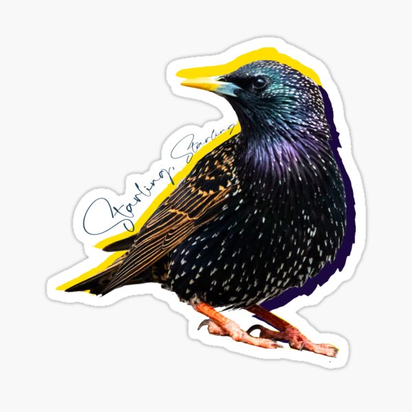 Starling, Starling (from "Hippoposthumous") Sticker
