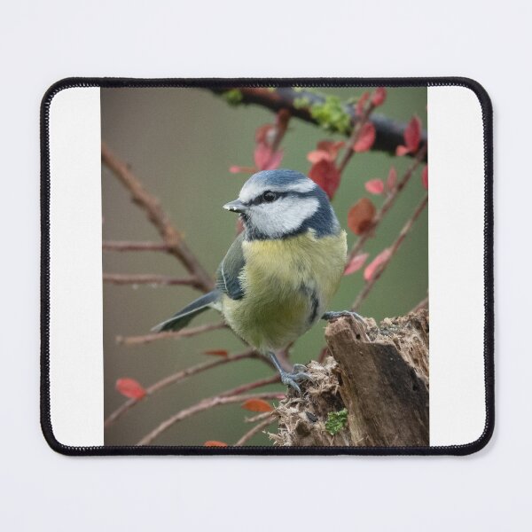 Item preview, Bluetit perched  designed and sold by Steve Franks.