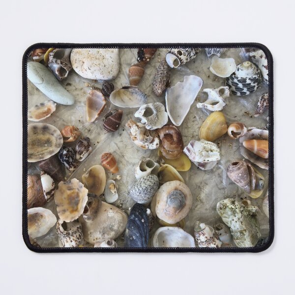 Item preview, Shells designed and sold by LeilaneDesigns.