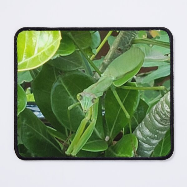 Item preview, Praying mantis  designed and sold by Paul  Garlits.