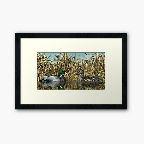 Male and Female Mallard Ducks Framed Art Print