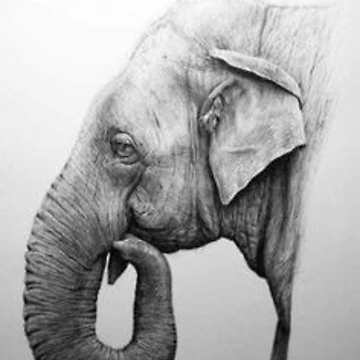 Artwork thumbnail, Elephate by Customdrawing