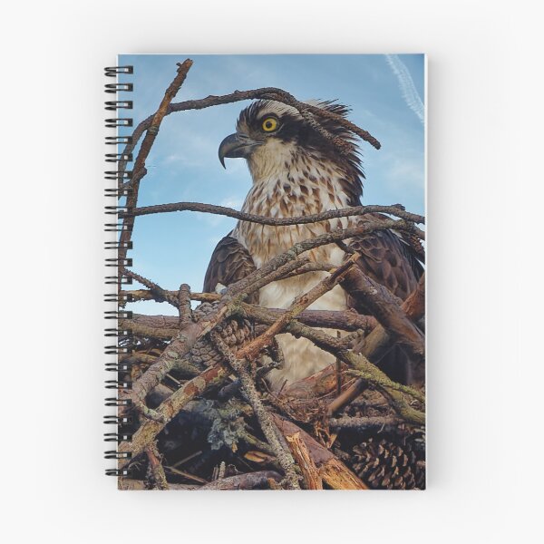 Item preview, Osprey in nest designed and sold by KDartisticeye.